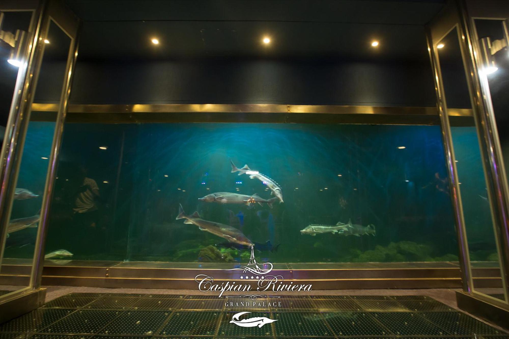 Caspian Riviera Grand Palace Hotel Aqtau Esterno foto Dolphins at the aquarium